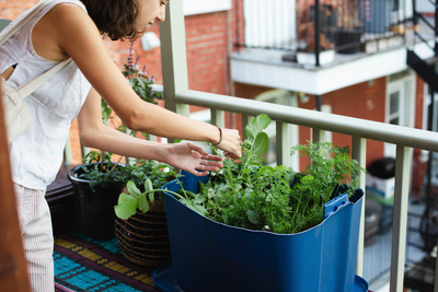 Urban Gardening Tips for Best Results