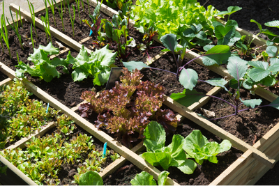 The Top 5 Easy-to-Grow Vegetables for Beginner Gardeners