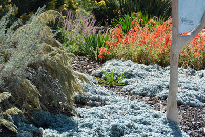 The Benefits of Xeriscaping for Water Conservation and Drought Tolerance