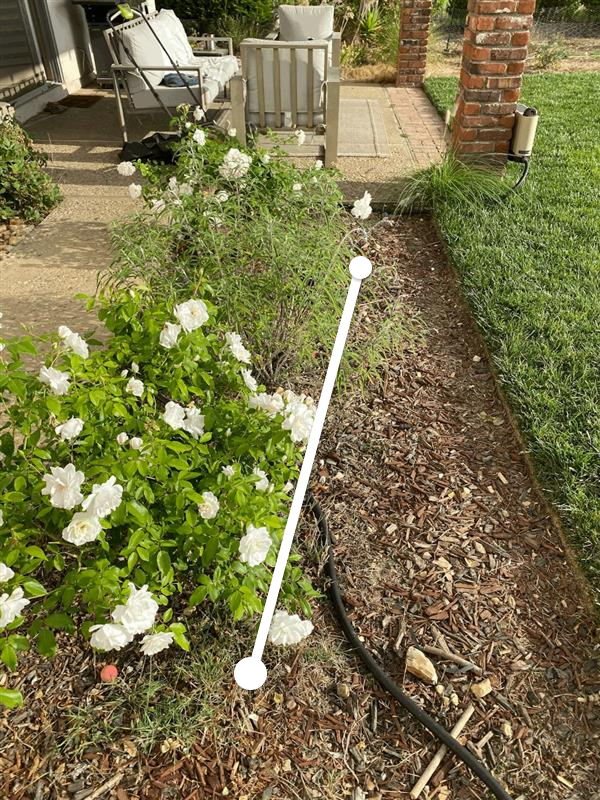 Bushes
