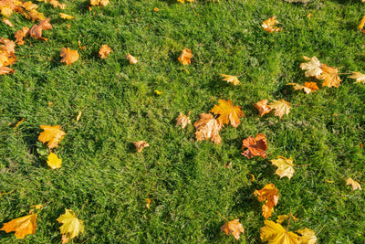 Fall Fertilization for Your Lawn After a Summer Drought