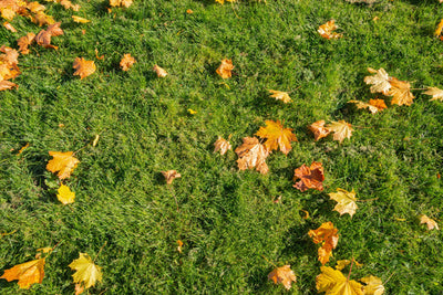 Fall Fertilization for Your Lawn After a Summer Drought