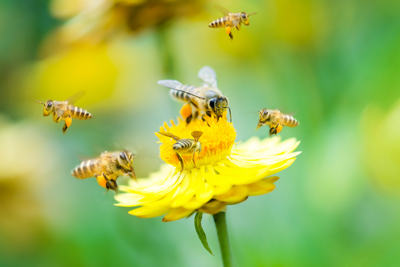 The Top 5 Perennials for Attracting Pollinators to Your Garden