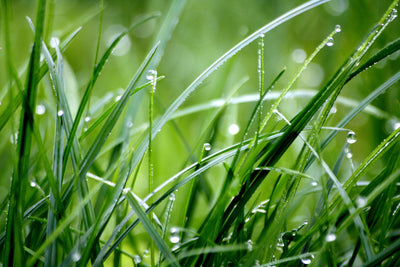 Simple, Natural Lawn Care Tasks for Spring