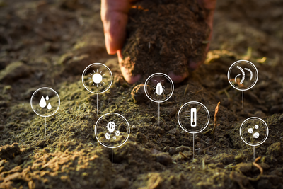 The Role of Microorganisms in Soil Health
